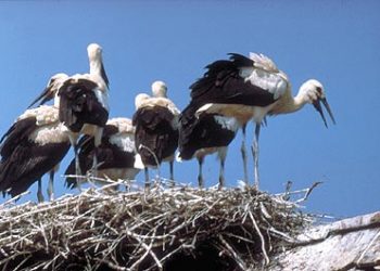 Foto: www.alertonline.org