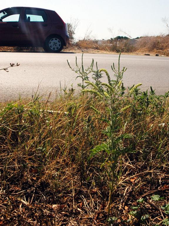 Foto: Amrozija koje najviše raste uz ceste