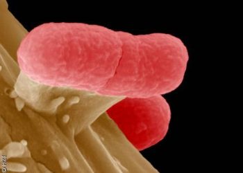 Foto: ScienceDaily