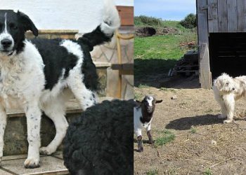 Foto: 057info (snimio čitatelj)