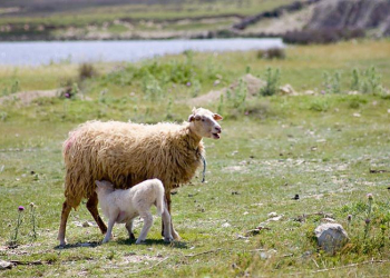 Foto: www.mediteranpag.com