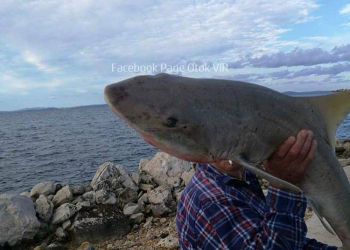 Foto: Stipe Šarić / Facebook Otok Vir