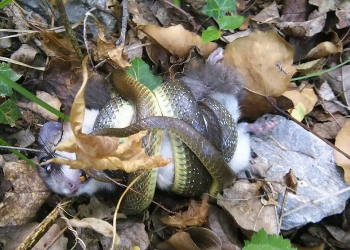 Foto: NP Paklenica