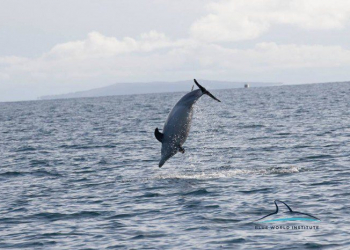 Foto: Blue World Institute