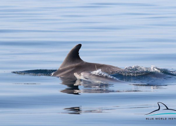 Foto: Blue World Institute