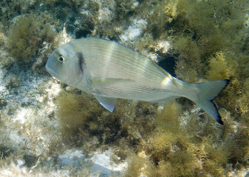 Foto: wikipedia