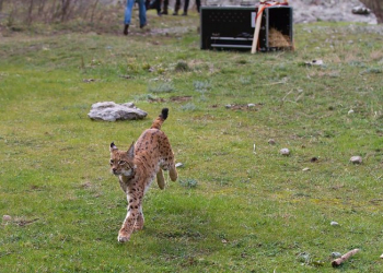 Foto: Life Lynx
