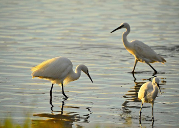 Foto: Ivo Pervan/Eko park Ninska laguna