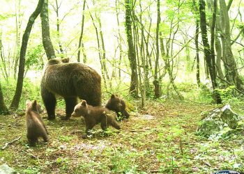 Foto: NP Paklenica