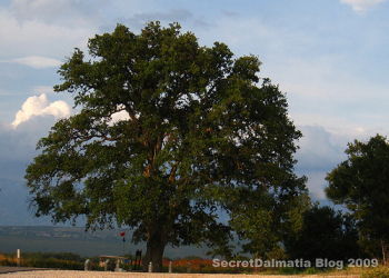 Foto: secret dalmatia blog
