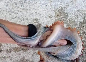 Foto: Morski.hr