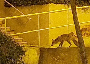 Foto: Čitatelj