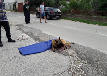 Foto: Shepard Biograd