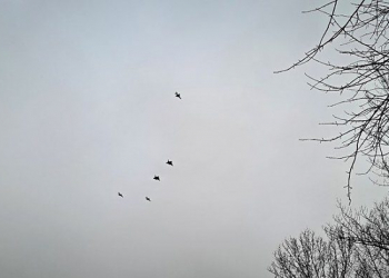 Foto: Darko Pjevac / Index