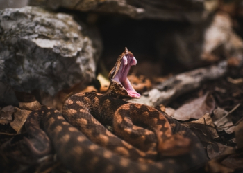Foto: 057info (Marko Dimić)