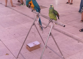 Foto: Prijatelji životinja