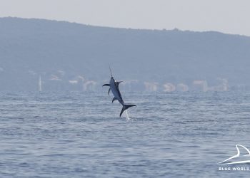 Foto: Blue World Institute
