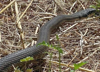 Foto: Facebook