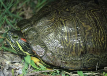 Trachemys scripta_(Udruga Hyla,_Ivona Burić)