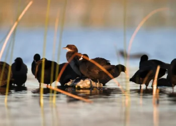 Foto: PP Vransko jezero