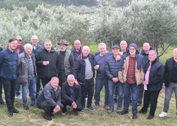 Foto: Dinko Denona / Udruga maslinara Zadarske županije