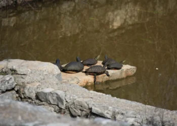 Foto: Natura Jadera