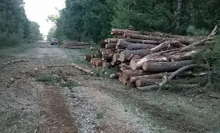 Foto: Branko Božić