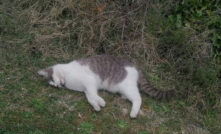 159713225_1104206960000681_6573286903516150763_n_1615551189.jpg Foto: 057info - Čitatelj