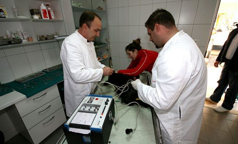 Foto: zoo-vet