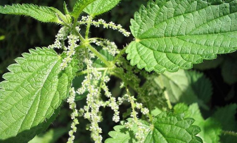 800px_Urtica_dioica(Blueten)_1343921279.jpg 800px_Urtica_dioica(Blueten)_1343921279.jpg