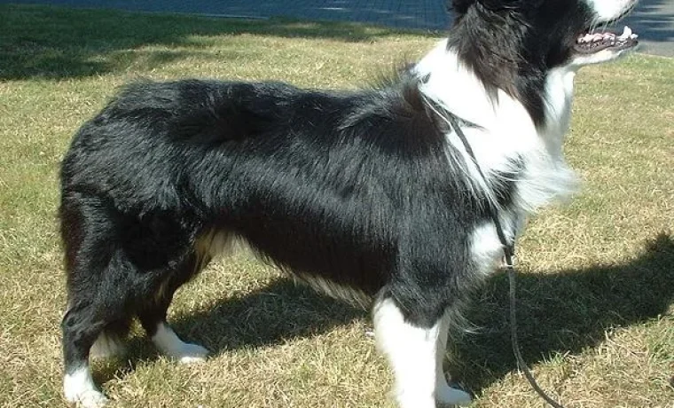 Border_Collie_600
