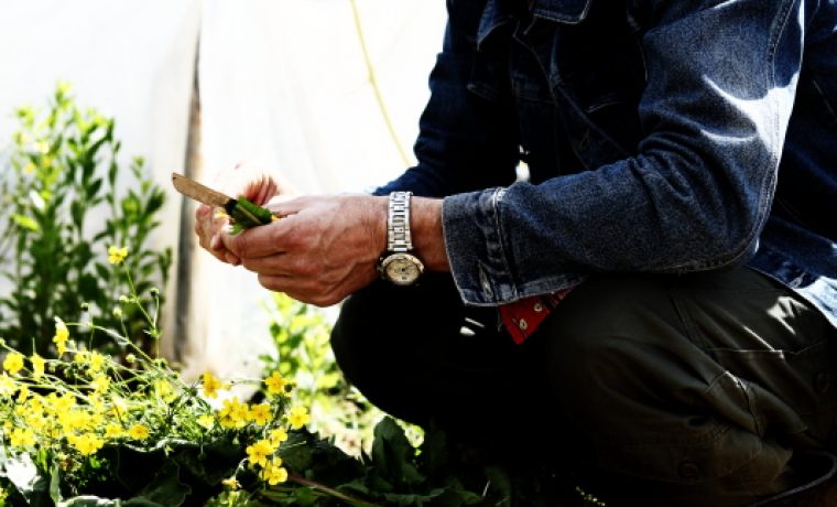 Foto: The art of raw food