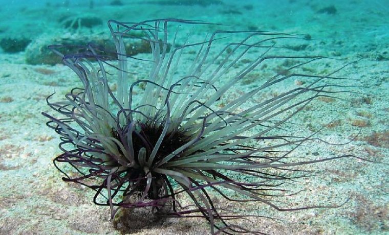 FLORA_FAUNA_1291637996.jpg