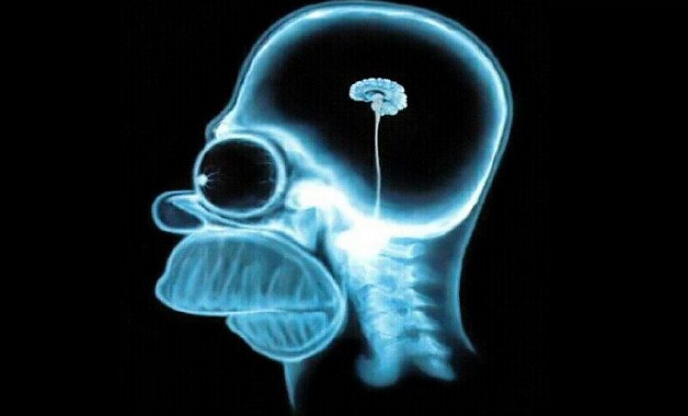 Homer_simpson_brain_1280x800_18857_1526969718.jpg