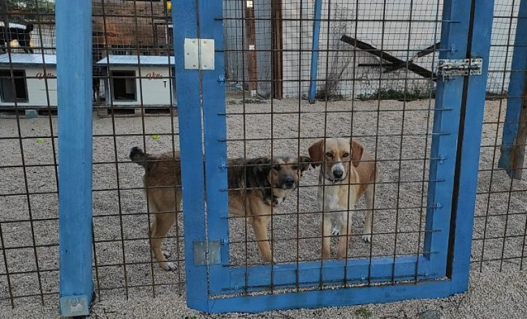 Foto: Zadarski azil
