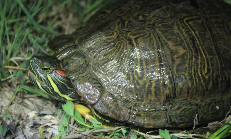 IMG_7349_Trachemys scripta_Udruga Hyla_Ivona Burić Trachemys scripta_(Udruga Hyla,_Ivona Burić)