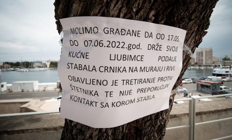 Foto: Saša Čuka