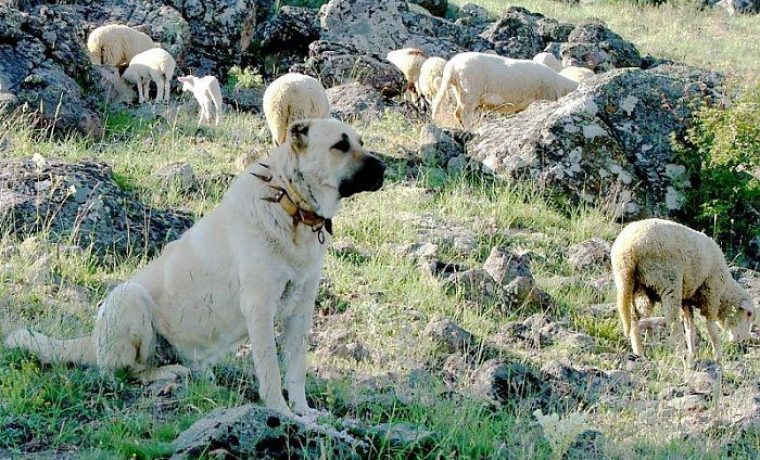 KANGAL_1666425586.jpg Foto: Wikimedia