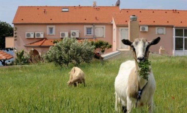 Foto: Slobodna Dalmacija