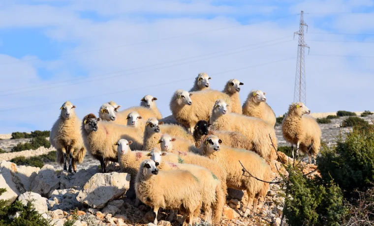 Foto: Katica Mustapić