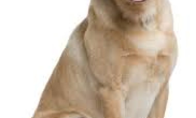 LABRADOR_1431255447.jpg Foto: PR