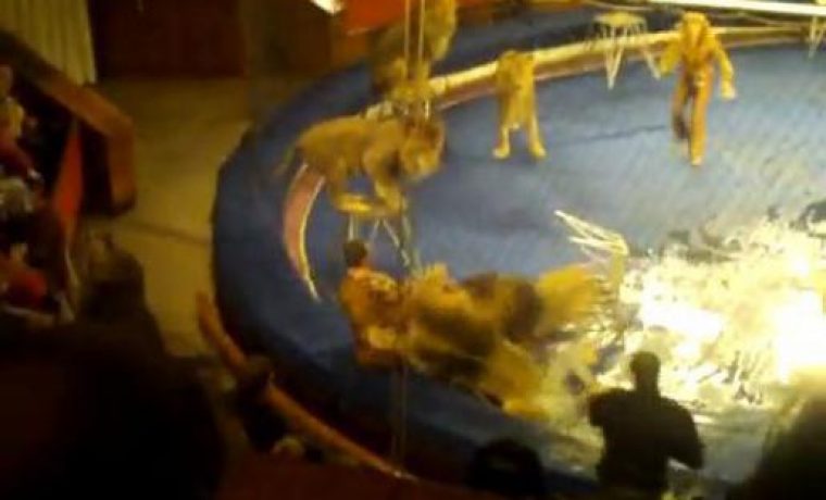 LAV_1286263759.jpg Foto: youtube.com