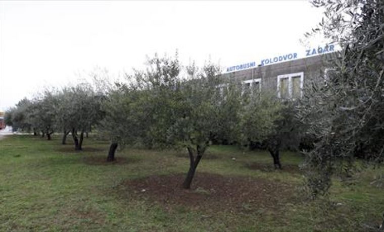 MASLINE_KOLODVOR1__1288192291.jpg