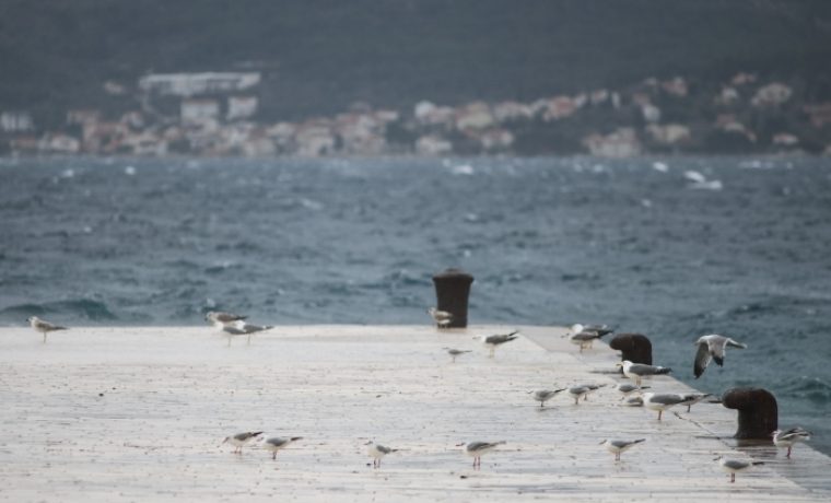MDI_1539.jpg Foto: Marko Dimic