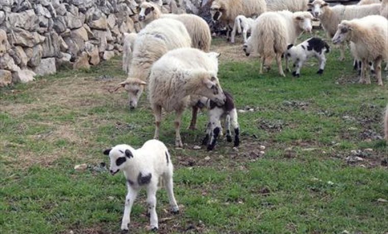 PAG_JANJAD_140110_1_thumb_1306483815.jpg