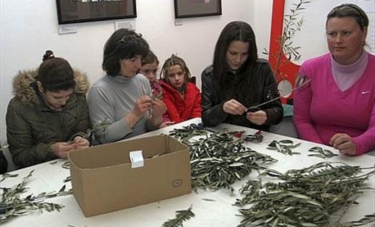 PLETENJE_MASLINOVIH_GRANCICA_1269327722.jpg Foto: Slobodna Dalmacija