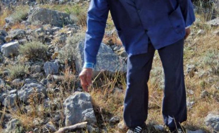 Psi_zaklali_ovce_u_Bilianima04_1287414123.JPG