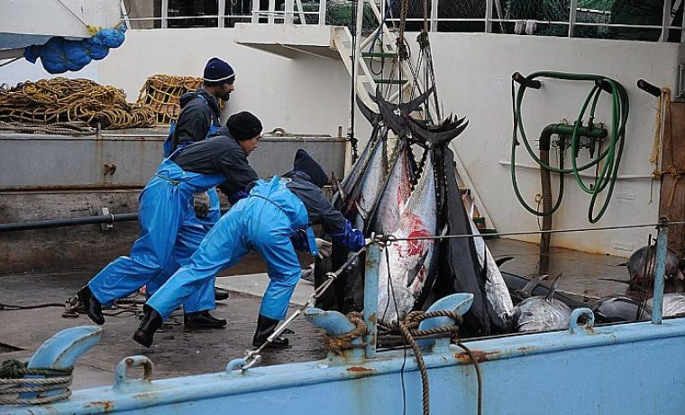 TUNA22_1278483559.JPG TUNA22_1278483559.JPG
