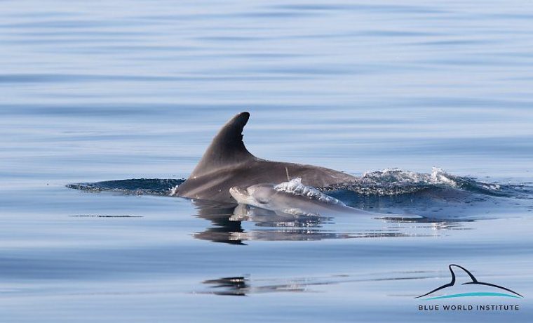 Foto: Blue World Institute