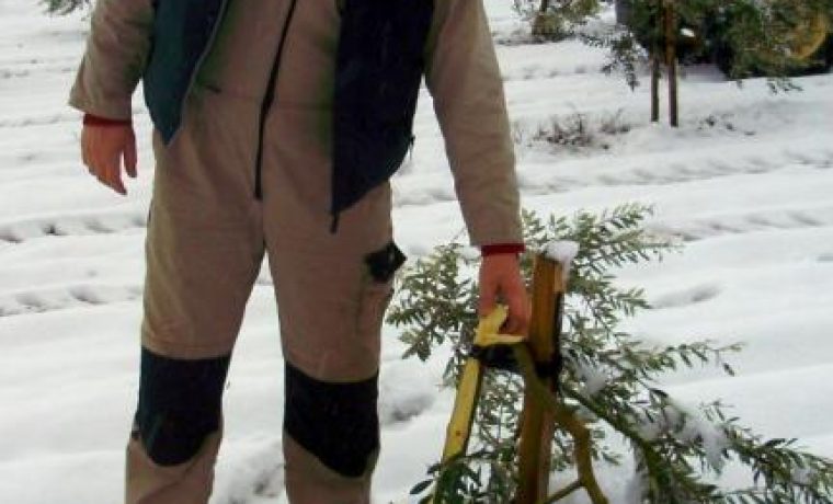 baradic_masline_1389252188.jpg Foto: Zadarski list